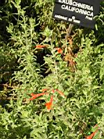 Zauschneria Californica (fam Onagracees) (Am. du nord) (2) (Photo F. Mrugala)